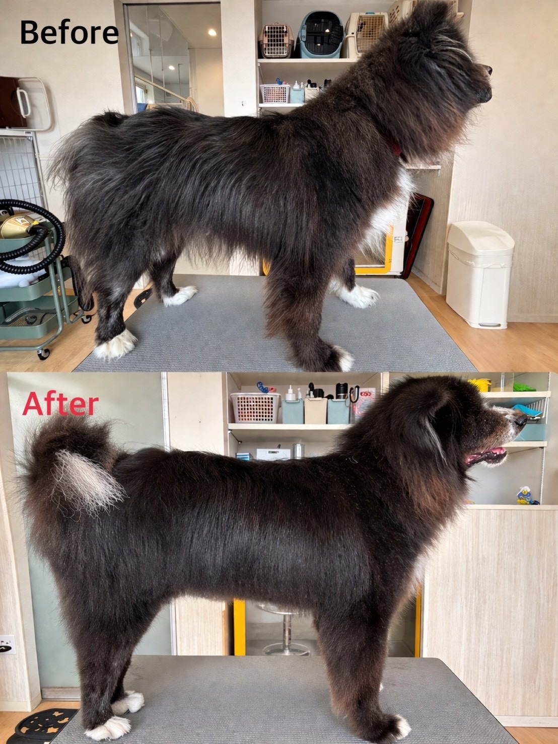 秋田犬 シャンプー ビフォーアフター