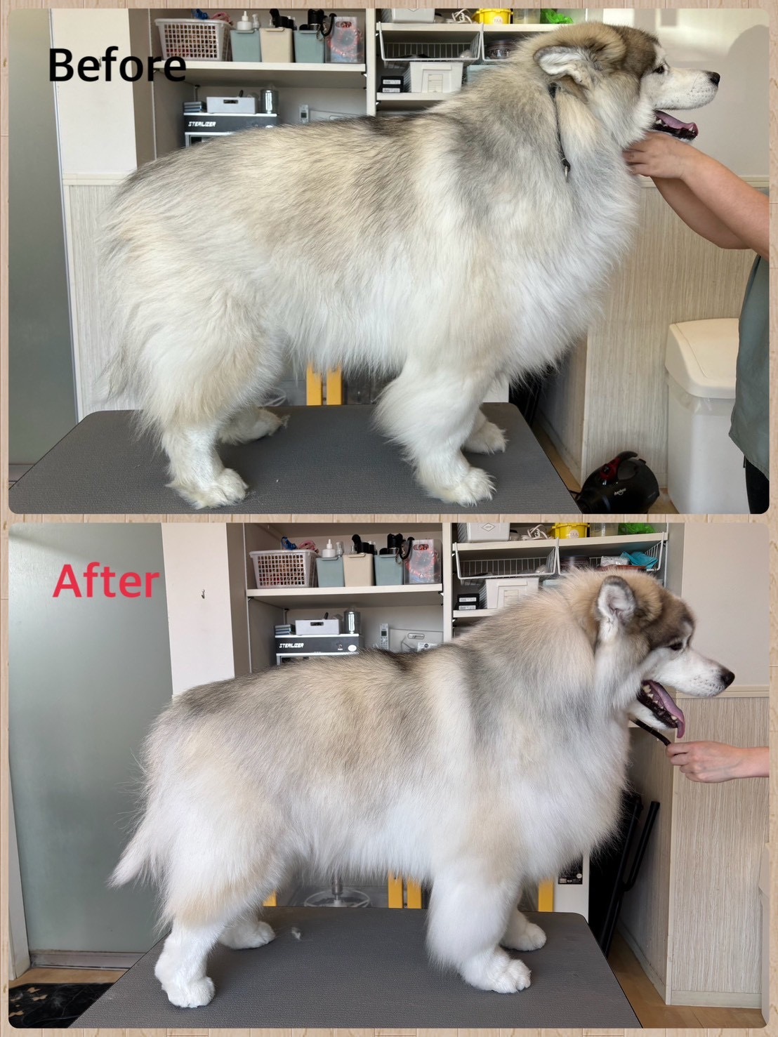 ハスキー シャンプー ビフォーアフター