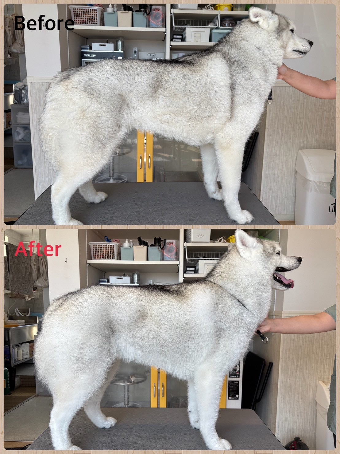 ハスキー シャンプー ビフォーアフター