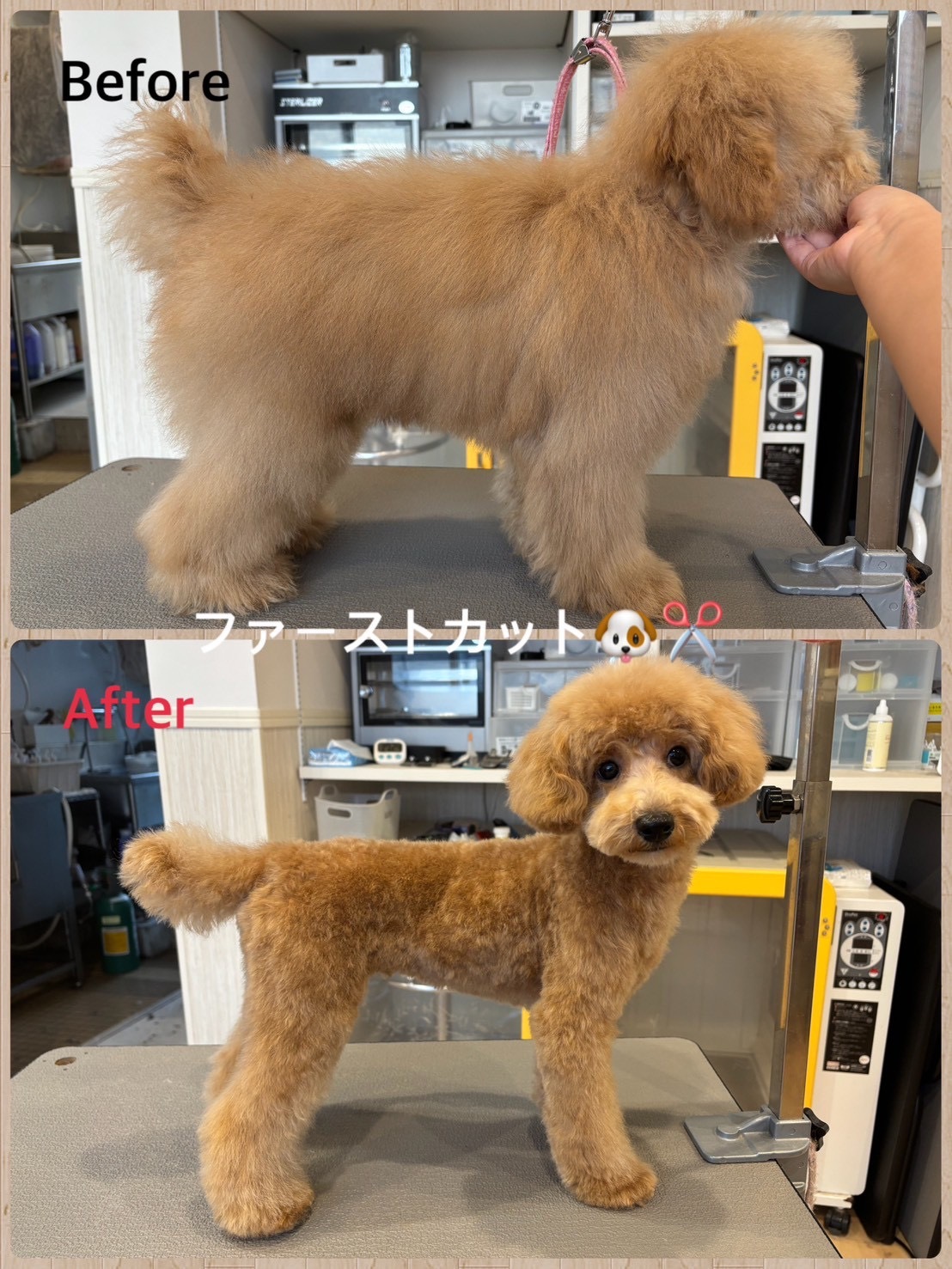 トイプードル ファーストカット ビフォーアフター