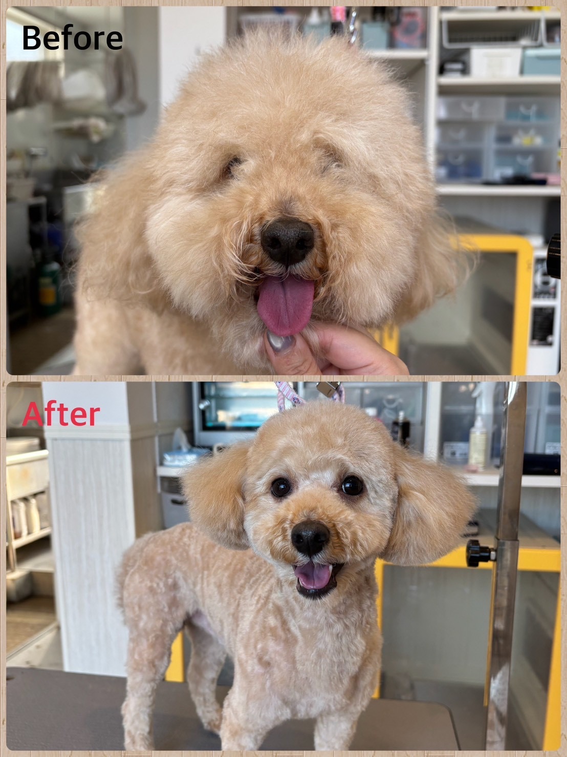 トイプードル カット ビフォーアフター