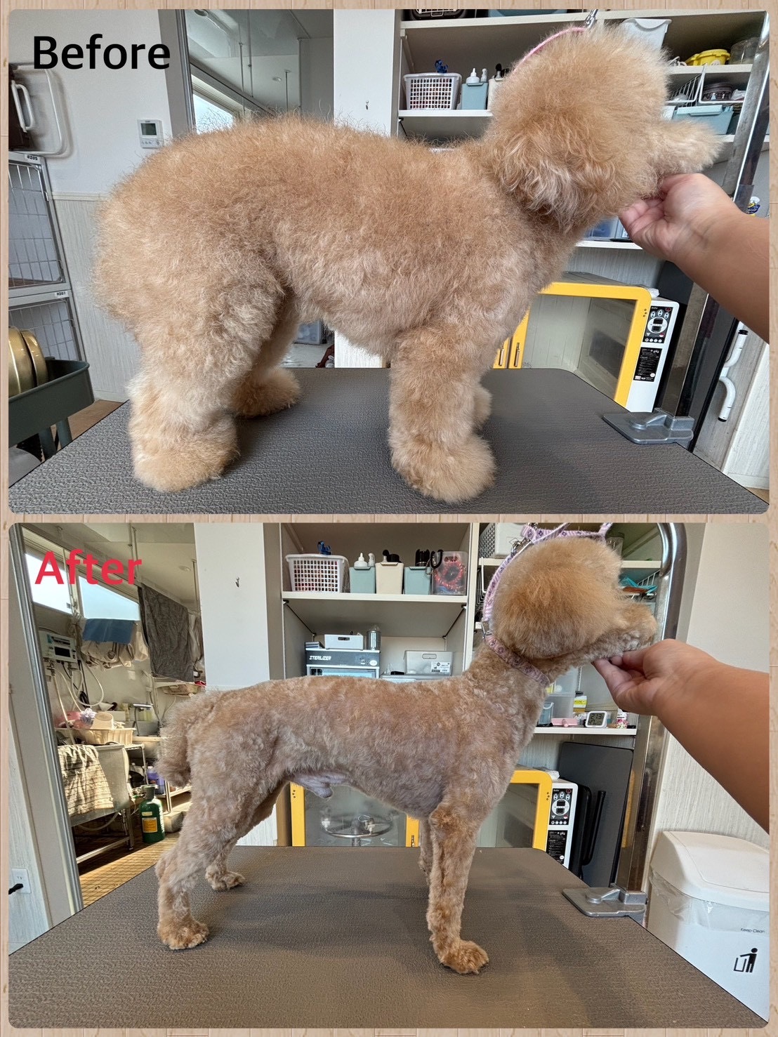 トイプードル カット ビフォーアフター