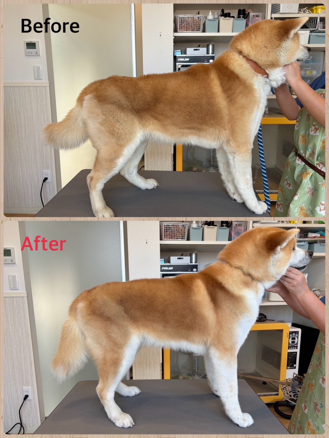 秋田犬 シャンプー ビフォーアフター