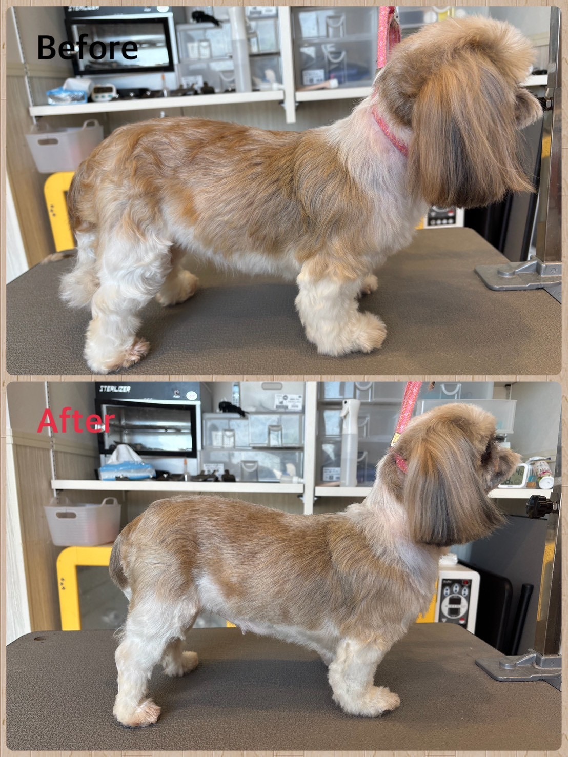 シーズー カット ビフォーアフター