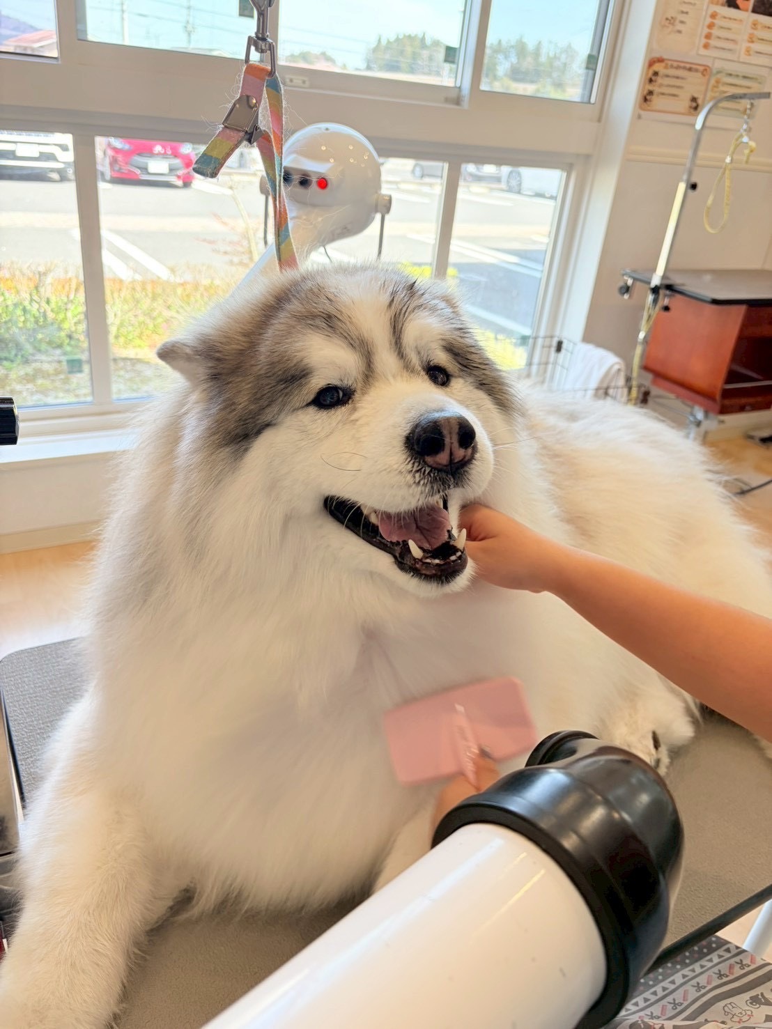 大型犬のブロアー風景