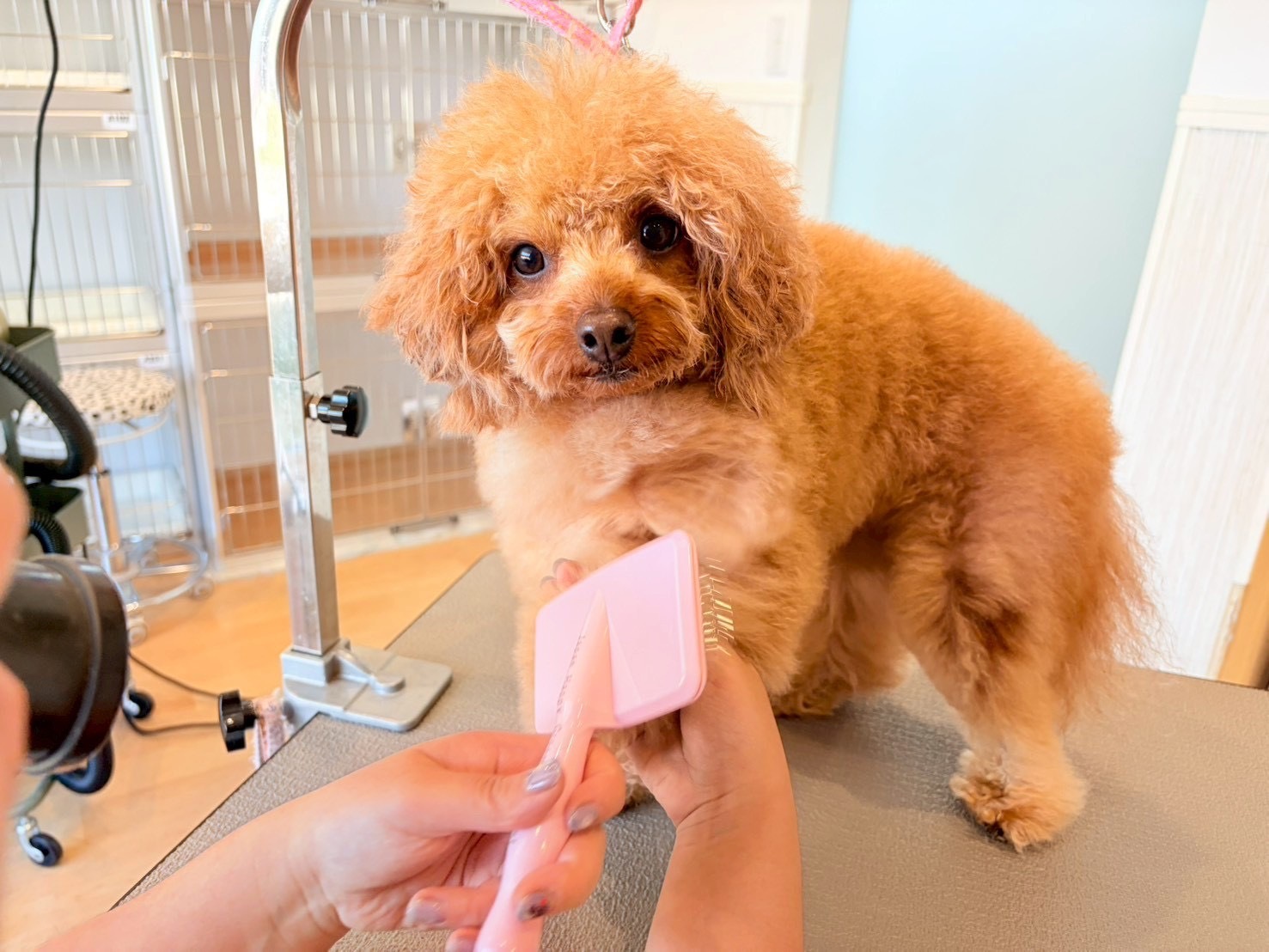 トイプードルのブロアー風景