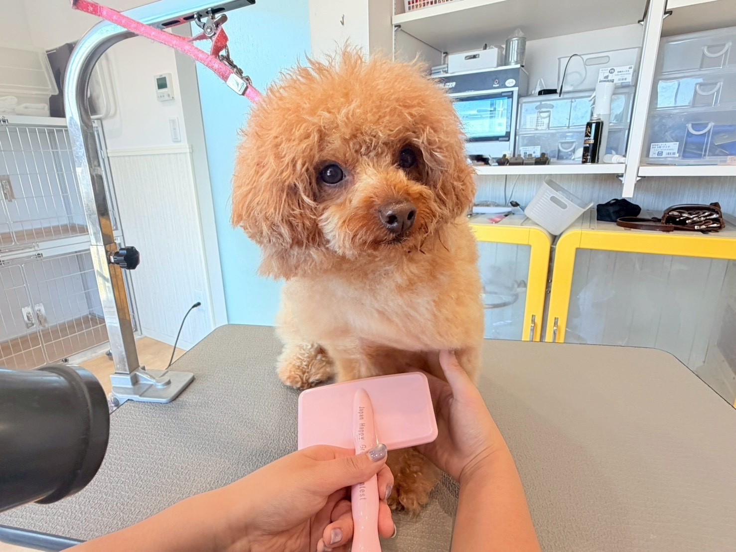 トイプードルの仕上げブロー