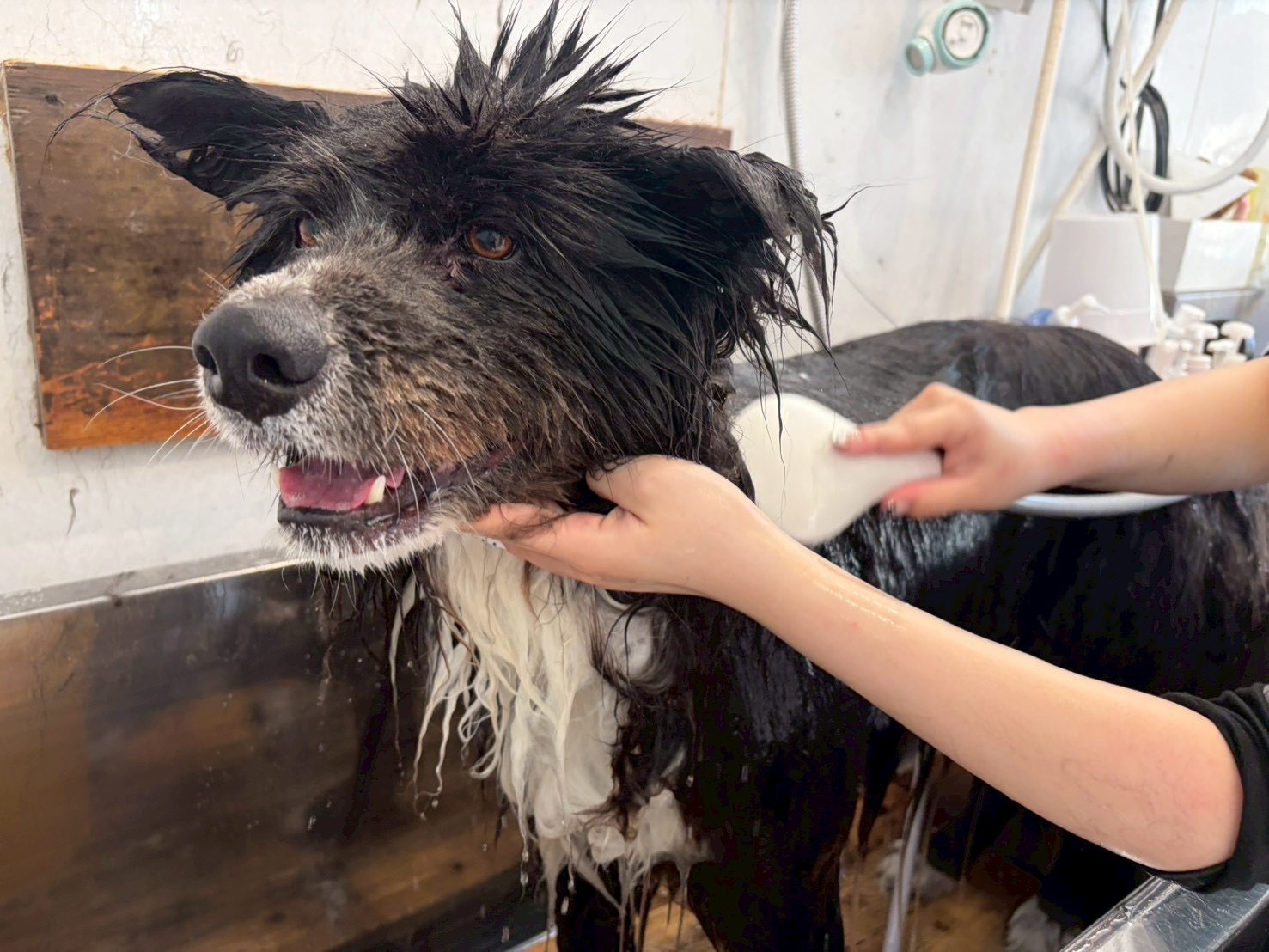 秋田犬のシャンプー風景