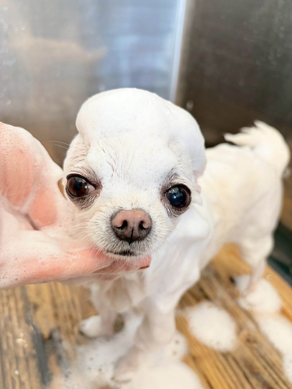チワワのシャンプー風景