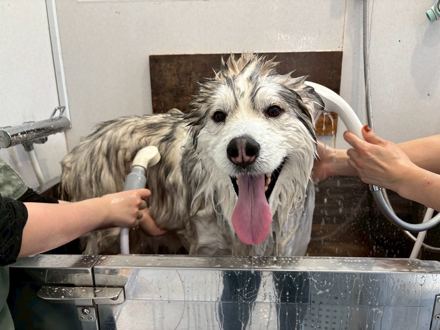 ハスキーのシャンプー風景