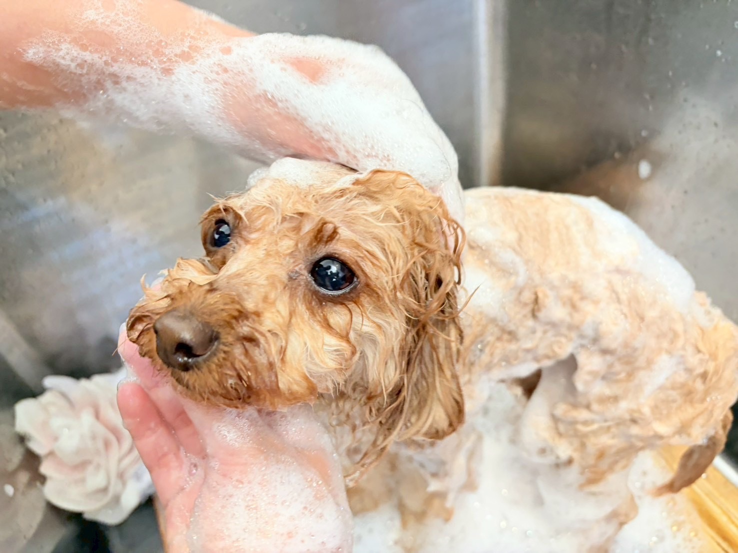 トイプードルのシャンプー風景
