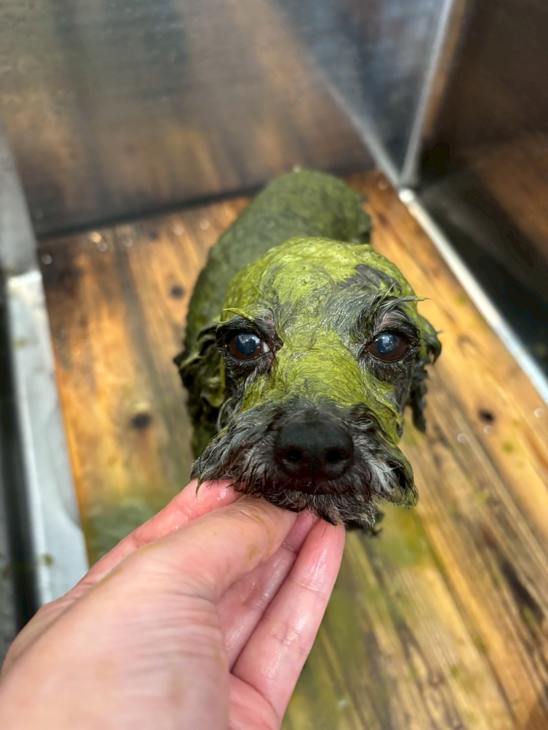 丁寧なシャンプー