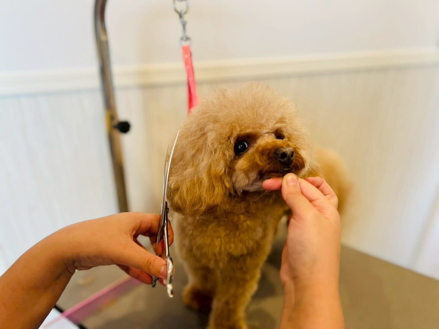 トリミング施術風景